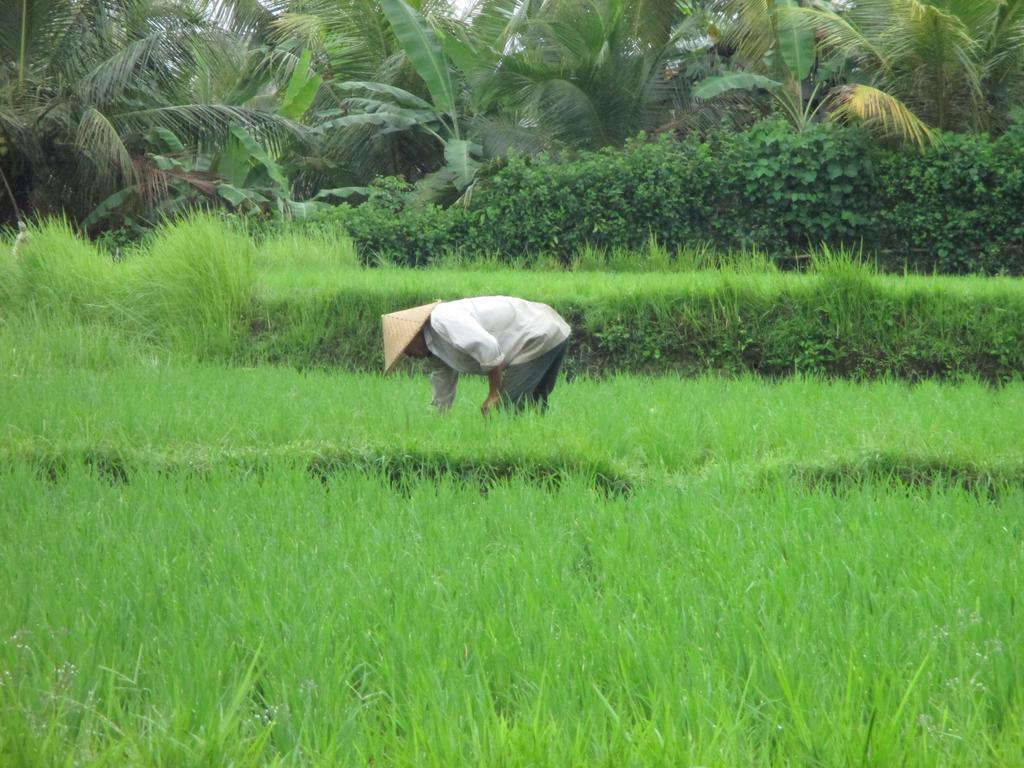 Ancut Sari Hotel Ubud  Ngoại thất bức ảnh